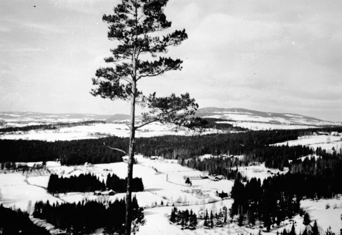 Anno Domkirkeodden, Utsikt, landskap, Jessnes, Furnes. utsikt fra hoppbakken "Tyskeren" Furuberget.