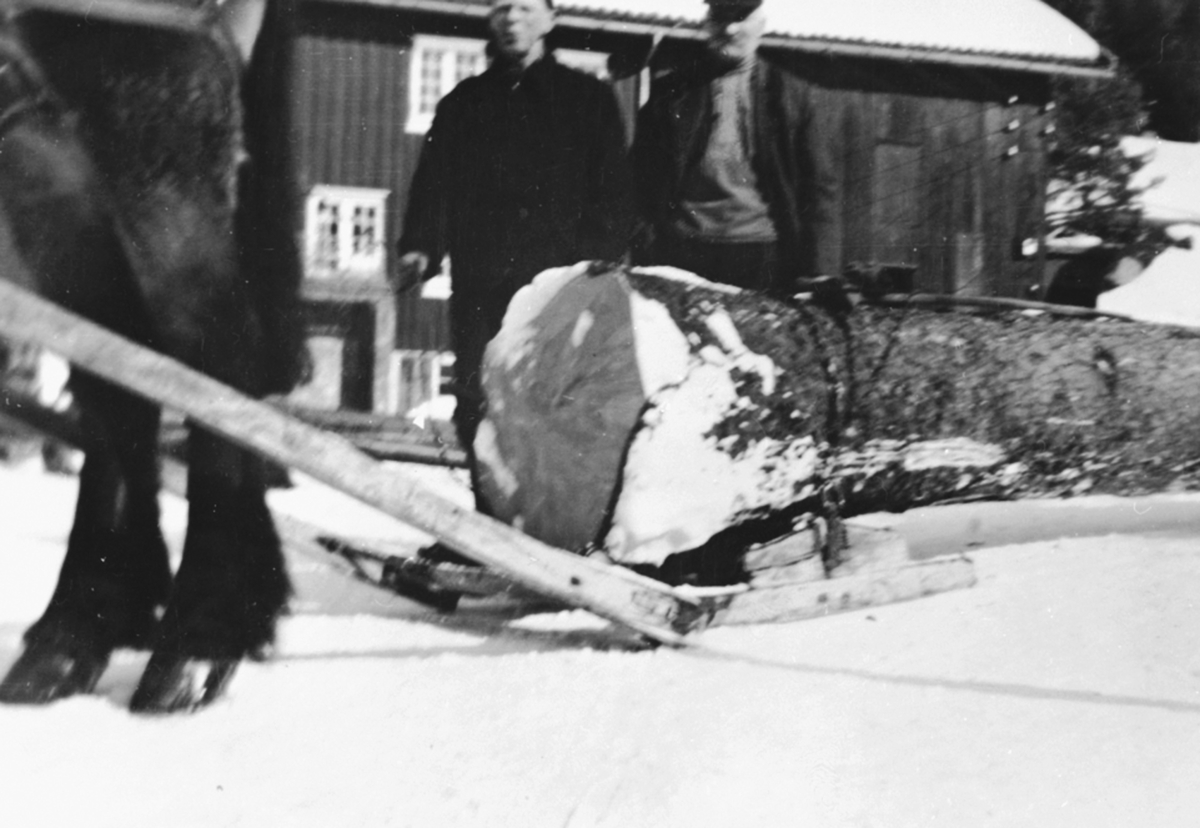 Anno Domkirkeodden, Tømmerkjøring med hest og "bukk". Andreas Freng og Kristian Sletmoen på Freng midtre, Brøttum, Ringsaker.