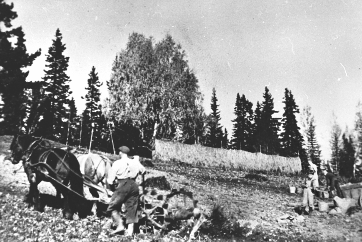 Anno Domkirkeodden, Potetonn på Svartåssveen, Lismarka, Ringsaker. Aksel Sveen kjører tospann hester med potetopptager. Barn og voksne plukker.