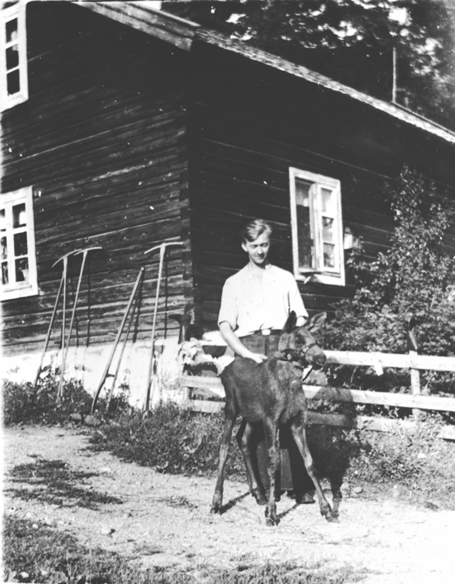 Anno Domkirkeodden, Magne Løvstuen med elgkalv som ble reddet fra å drukne i Mjøsa. Løvstuen, Brøttum, Ringsaker.