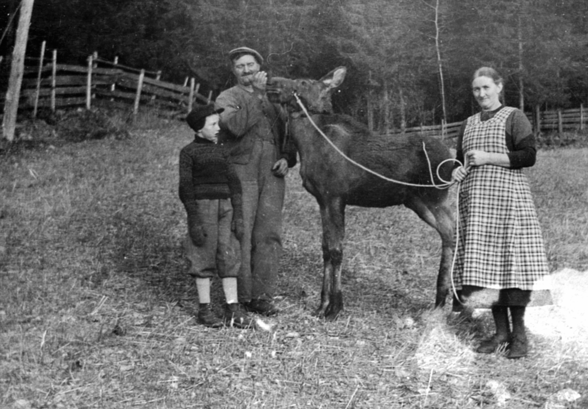 Anno Domkirkeodden, Tam elg i Løvstuen, Brøttum, Ringsaker. Fra venstre er Arne Løvstuen, Andreas Løvstuen, Marie Løvstuen.
