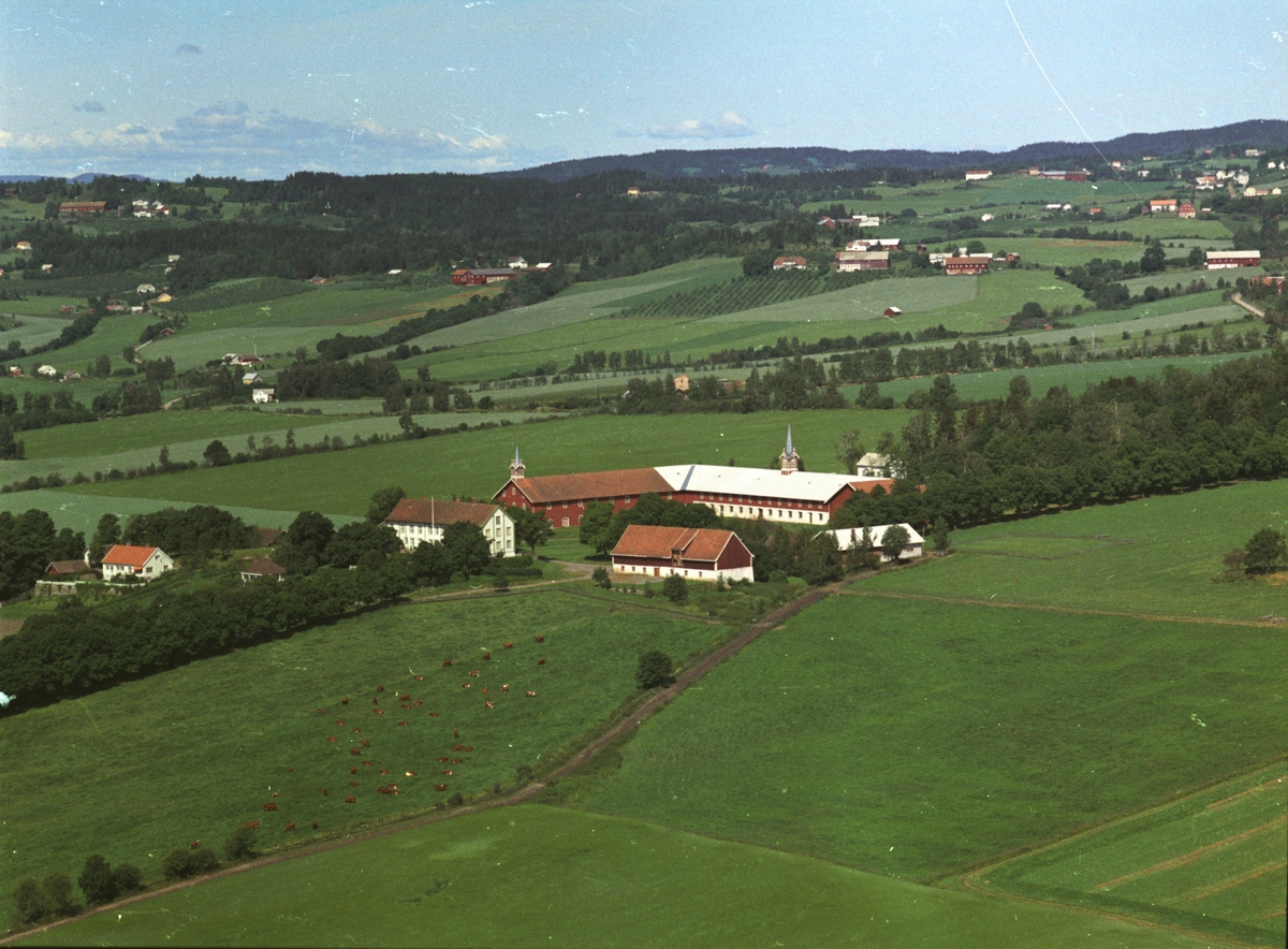 Widerøes Flyveselskap A/S, Flyfoto, gardsbruk, dyr på beite, Hoel, Nes, Hedmark.