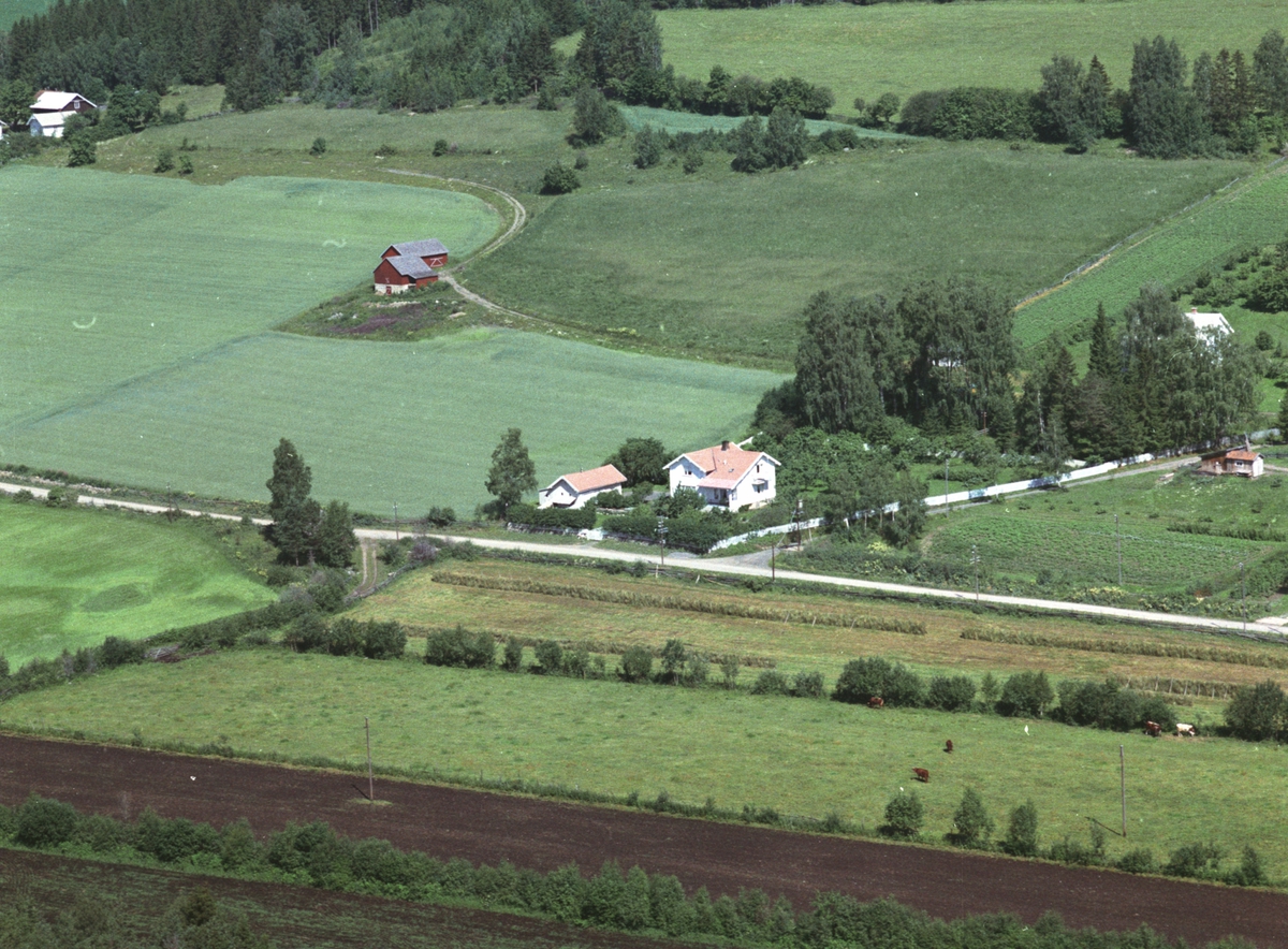 Widerøes Flyveselskap A/S, Flyfoto, småbruk, dyr på beite, Kilde, Nes, Hedmark.