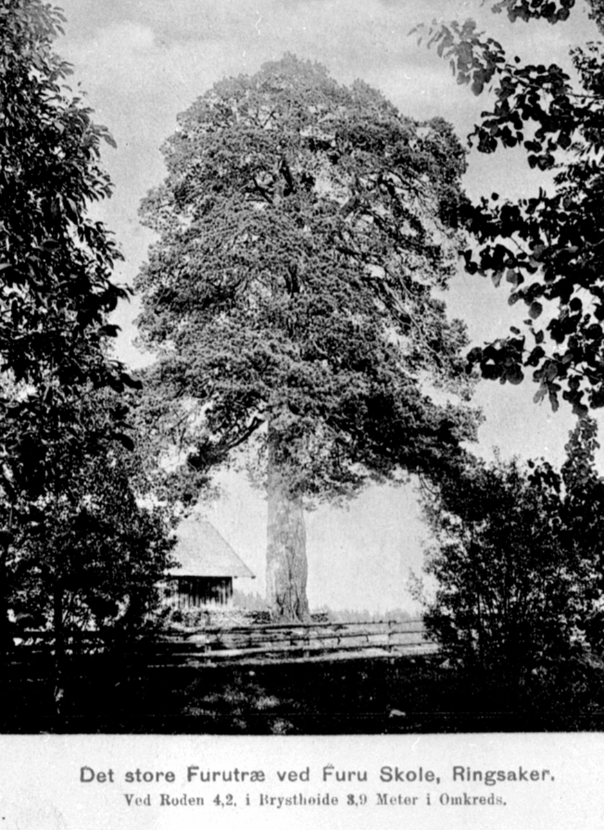 Anno Domkirkeodden, Fredet furutre ved gamle Furu skole, Ringsaker. Omkrets ved foten i 1910 var 4.2 meter og i brysthøyde 3.9 meter.
