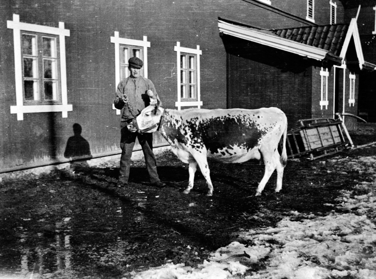 Anno Domkirkeodden, Pål, gardsarbeider med telemarkskua "Dagros" foran fjøset på Buttekvern gård, Brumunddal.
