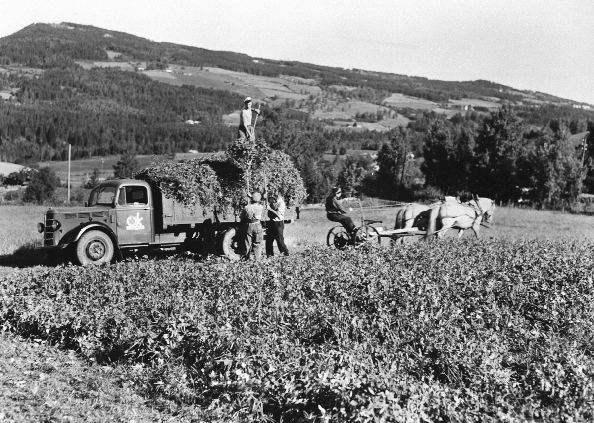 Anno Domkirkeodden, Kontraktdyrking av erter. Innhøsting hos Olav Teige på Almerud, Brumunddal. To hester med slåmaskin. Lastebilen, en Bedford 1946-52 modell henter erter for A/S Oplandske Konservesfabrikk.