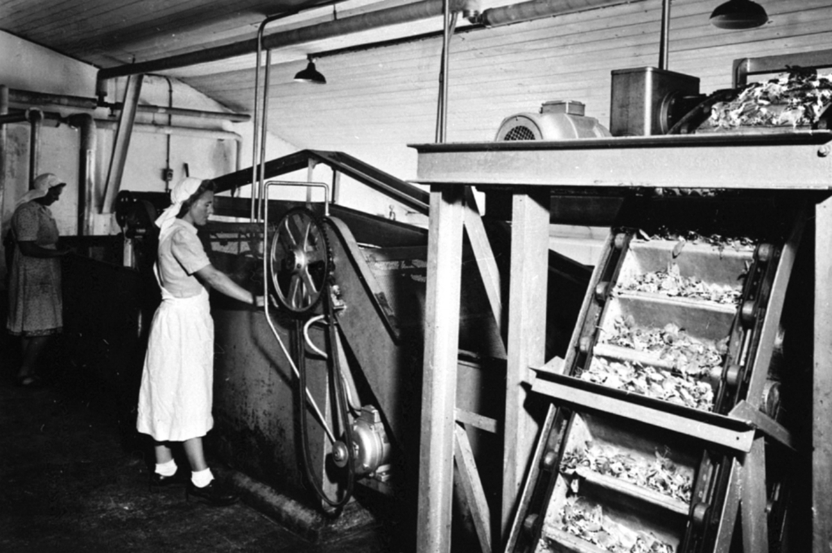 Anno Domkirkeodden, Interiør, vaskemaskin for grønnsaker på A/S Oplandske Konservesfabrikk, Stabburet, Nora. Kålproduksjon. Borghild Gresby arbeider.