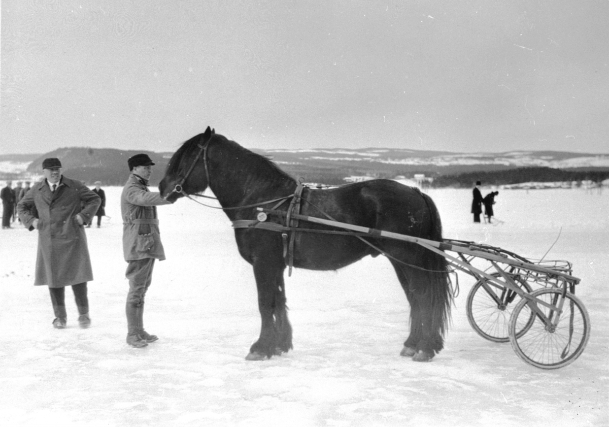 Anno Domkirkeodden, Travhest med sulky,travløp på Mjøsisen utenfor Brumunddal. Folk og hester.