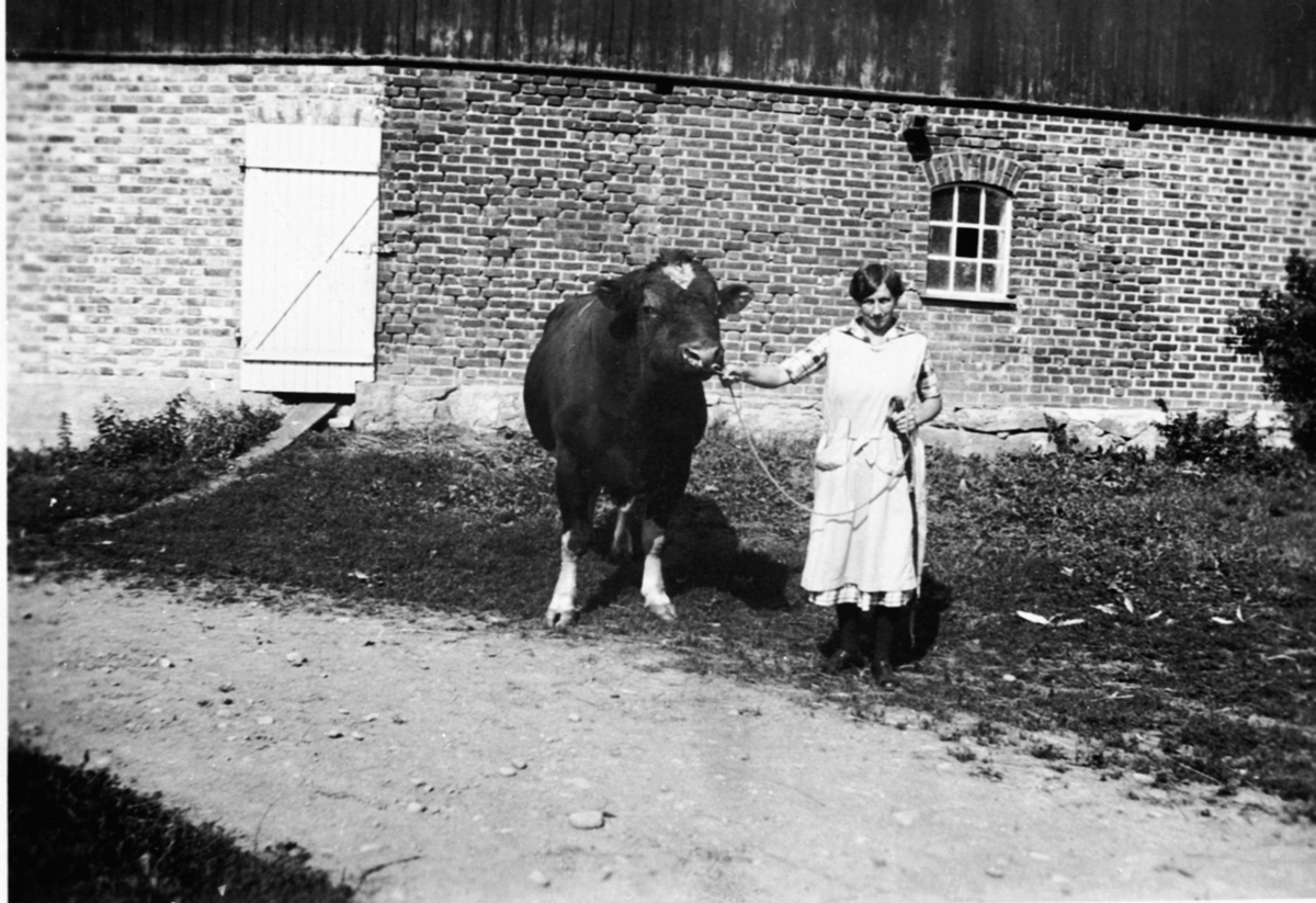 Anno Domkirkeodden, Ingeborg Dobloug f.1910 med avlsokse foran fjøslåven på Granerud gård, Brumunddal.