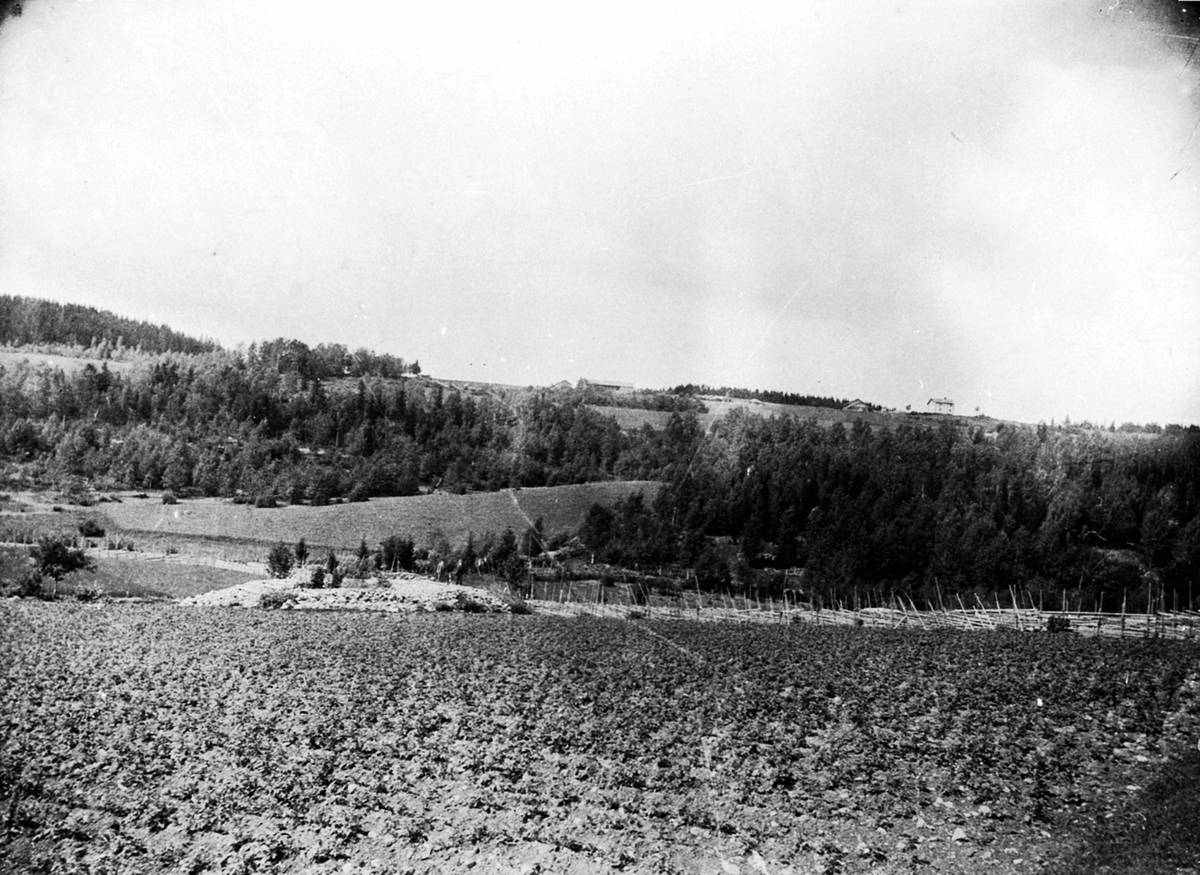 Anno Domkirkeodden, Oversikt Høyby østre, Sørum gårder, Veldre, Ringsaker.