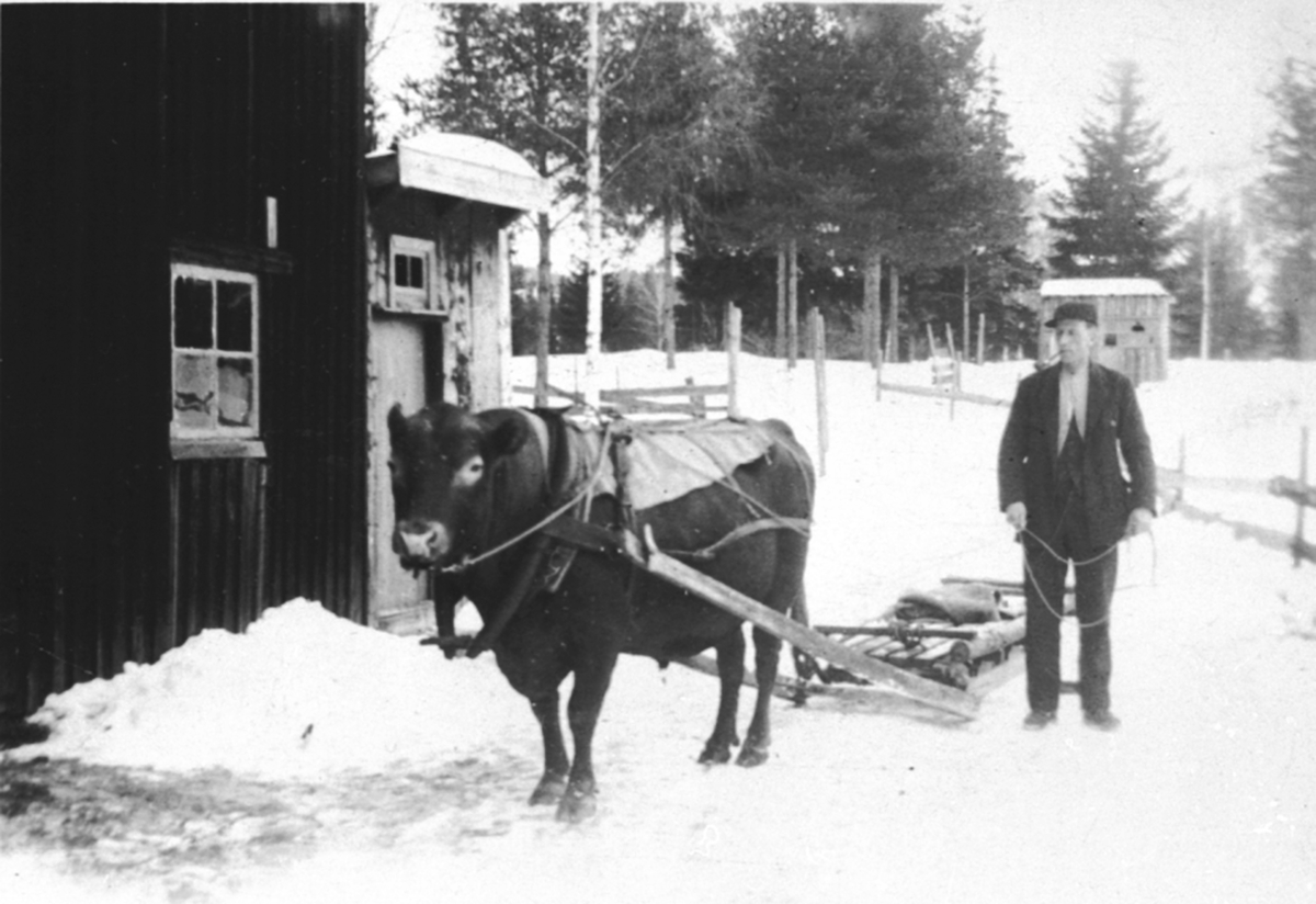 Anno Domkirkeodden, Hans Stordahl med avsloksen, trekkoksen Smørbutt med slede på Aanerud ned, Veldre, Ringsaker.