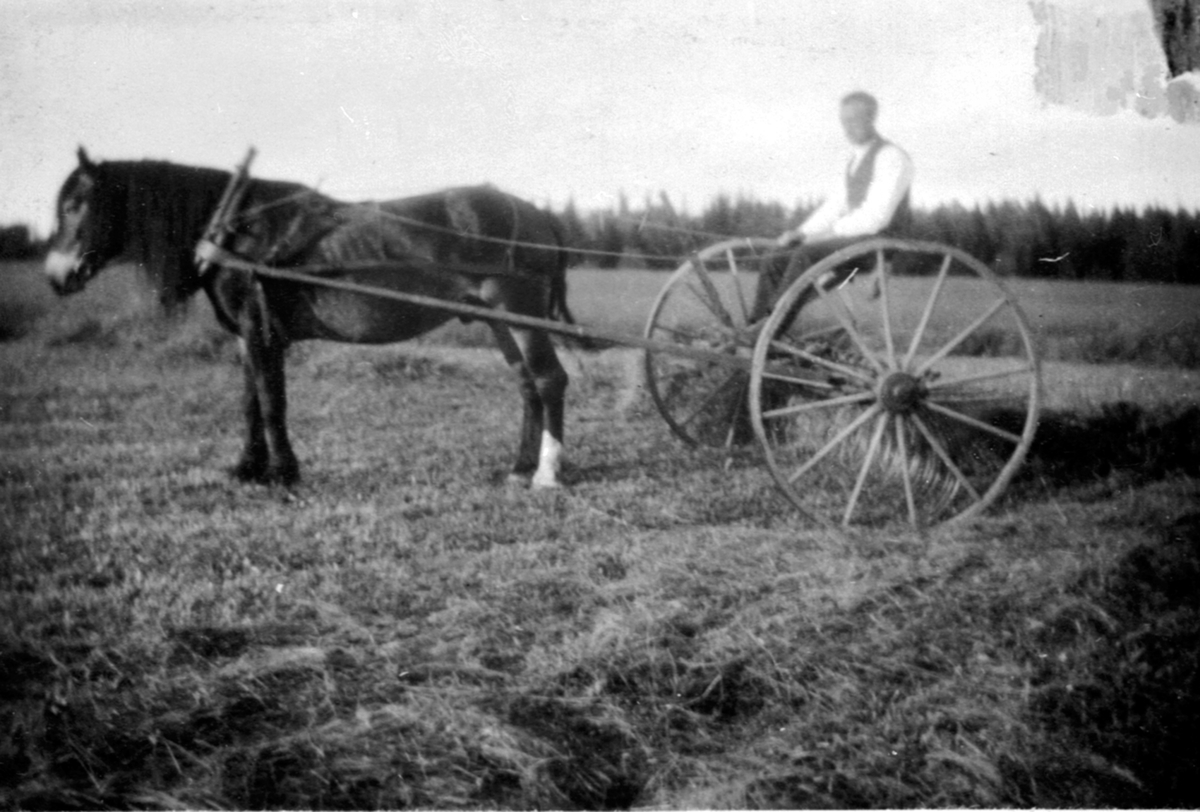Anno Domkirkeodden, Høyonn på Storlien, Veldre, Ringsaker. Einar Storlien med hest og rive på stabbursåkeren.