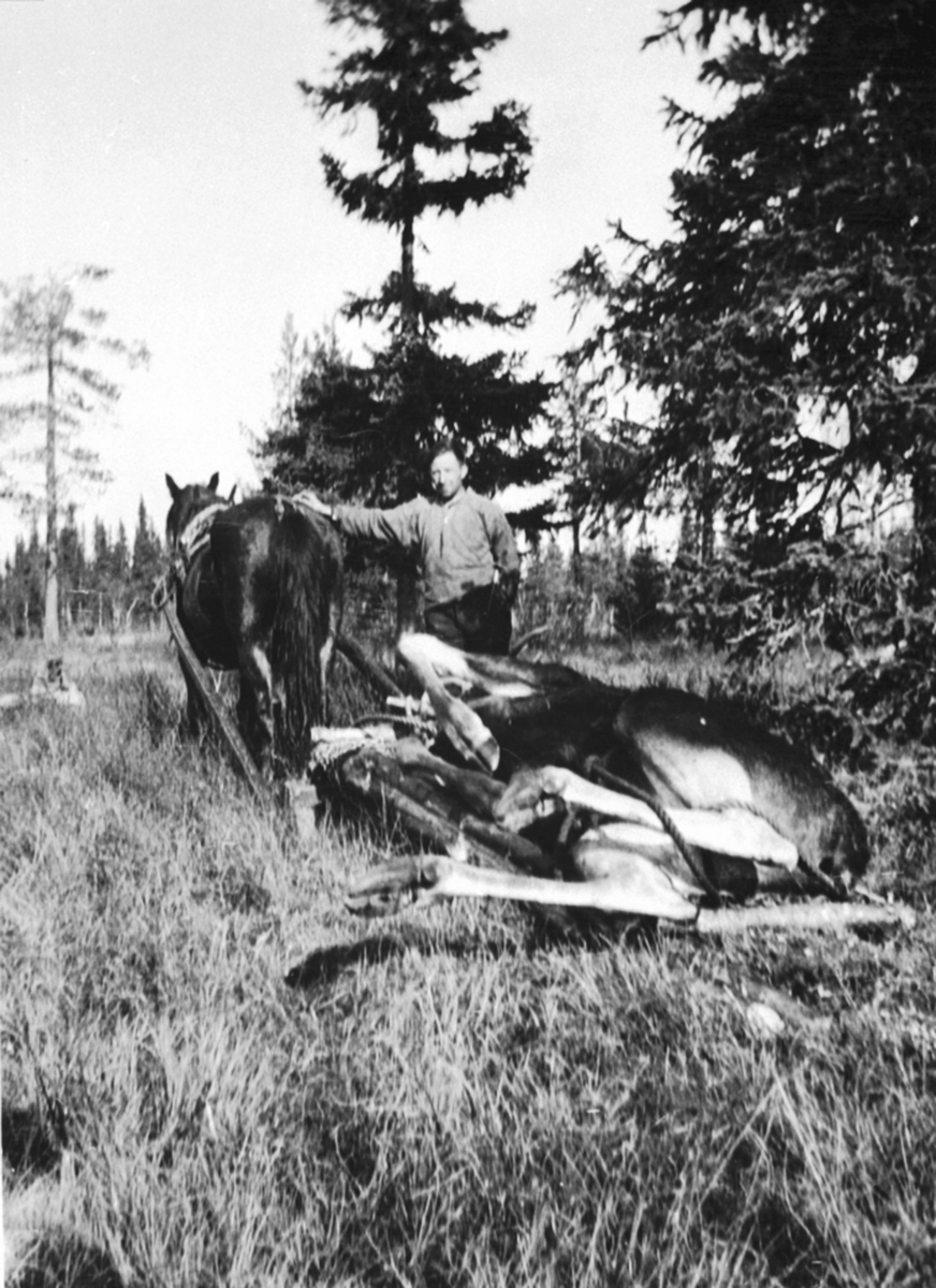 Anno Domkirkeodden, Elgjakt i Åsmarka, Ringsaker. Hesten "Lilli" trekker elgskrott. Sigurd Rudi er kjørekar.