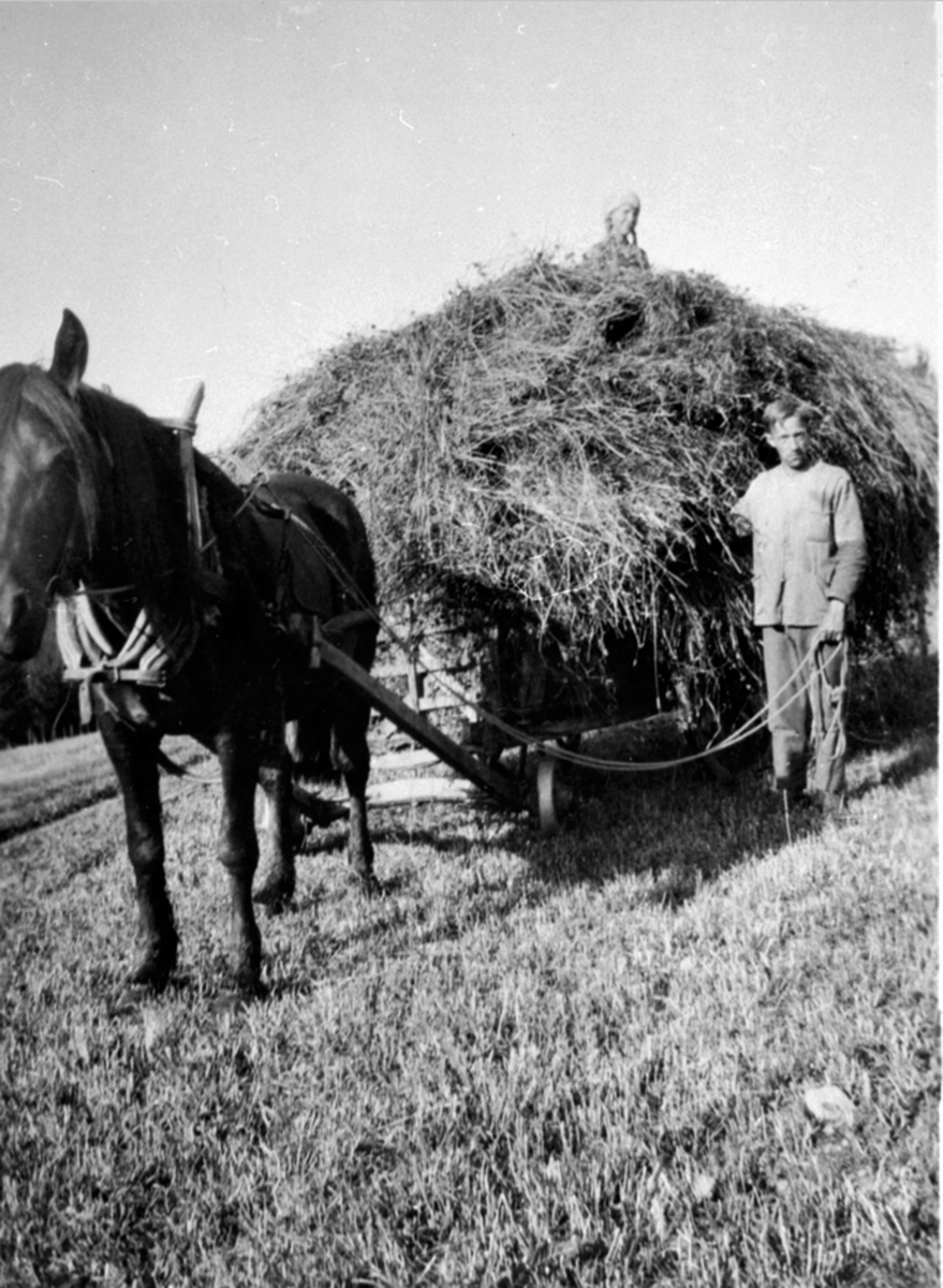 Anno Domkirkeodden, Høyonn på Lien i Åsmarka, Ringsaker. Hest med høylass. Harald Rudi med tømmene, Signe Åsen på lasset.
