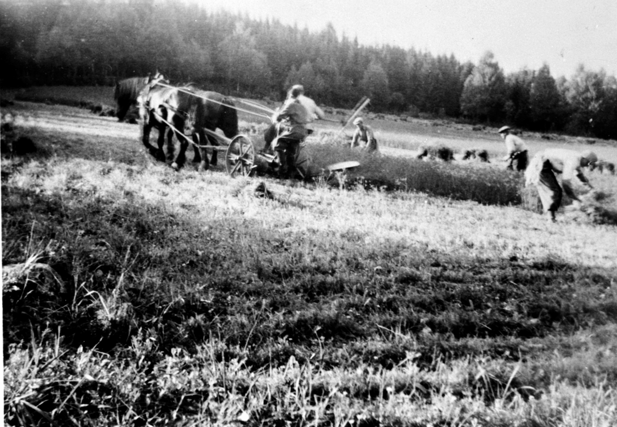 Anno Domkirkeodden, Skuronn på Bergaust østre, Veldre, Ringsaker. Hester med slåmaskin. Folk som arbeider.