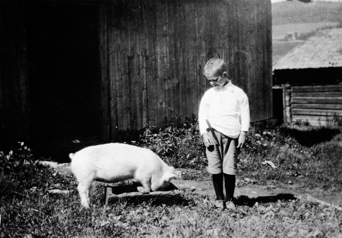 Anno Domkirkeodden, Nils Strandli med gris, Prøysenstua, Ringsaker.
