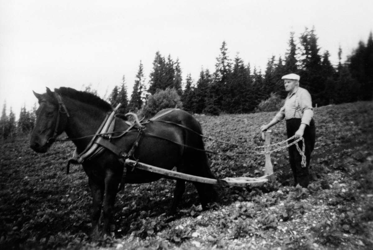 Anno Domkirkeodden, Albert Brændlien kjører med hest og ard i potetåkeren i Karlstad, Brennlia, Åsmarka, Ringsaker.