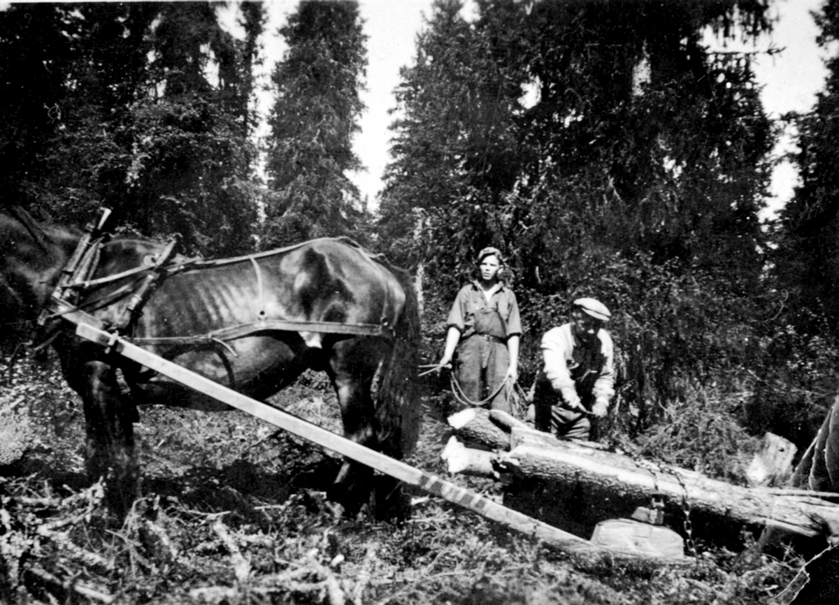 Anno Domkirkeodden, Tømmerkjøring i Åstadalen, Ringsaker Almenning. Hest med lunnedrag. Bjørn Grønvold og Birger Grønvold.