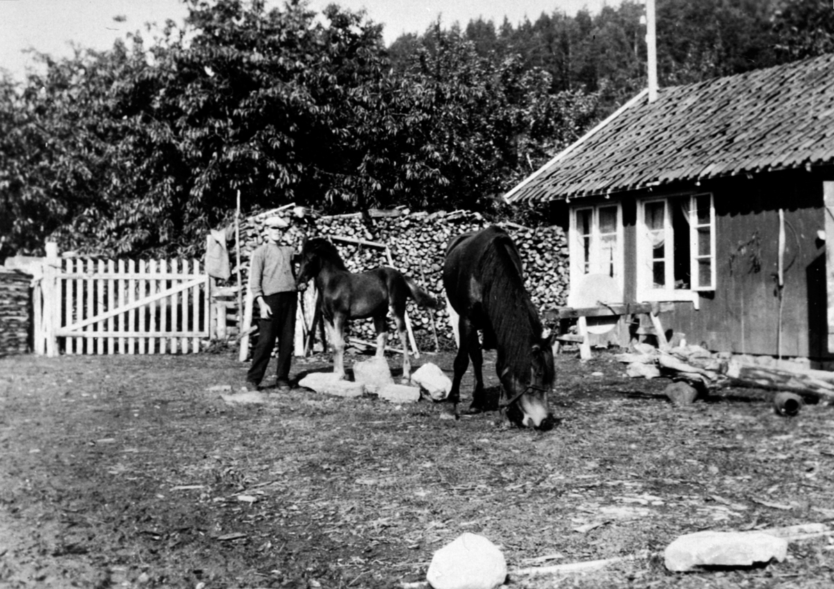 Anno Domkirkeodden, Paul Arthur Røste (1906-1966) med hest og føll foran bryggerhuset på Røste, Helgøya.