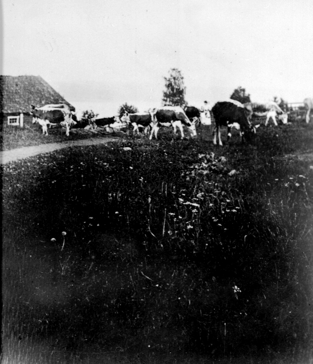 Anno Domkirkeodden, Kuslipp på Hovelsrud, Helgøya. Telemarksku.