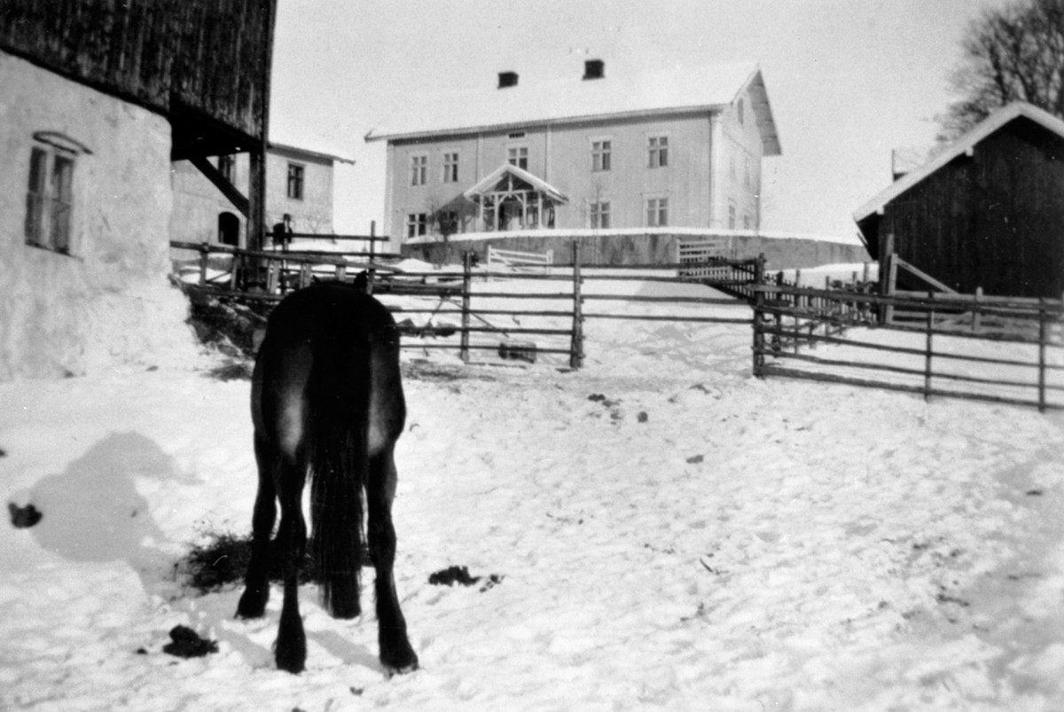 Anno Domkirkeodden, Oversikt tunet på Båberg, Veldre, Ringsaker. Hest i forgrunnen. Vinter.