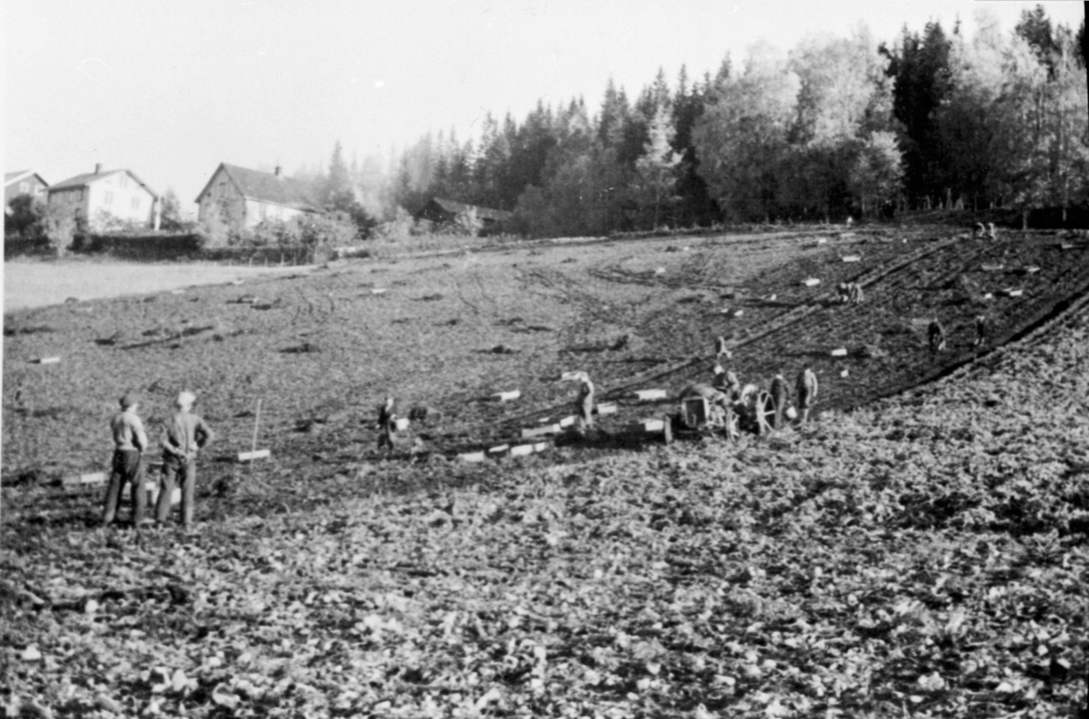 Anno Domkirkeodden, Potetonn på Hauger gård, Brøttum, Ringsaker. Traktor med potetopptager. Potetplukkere.
