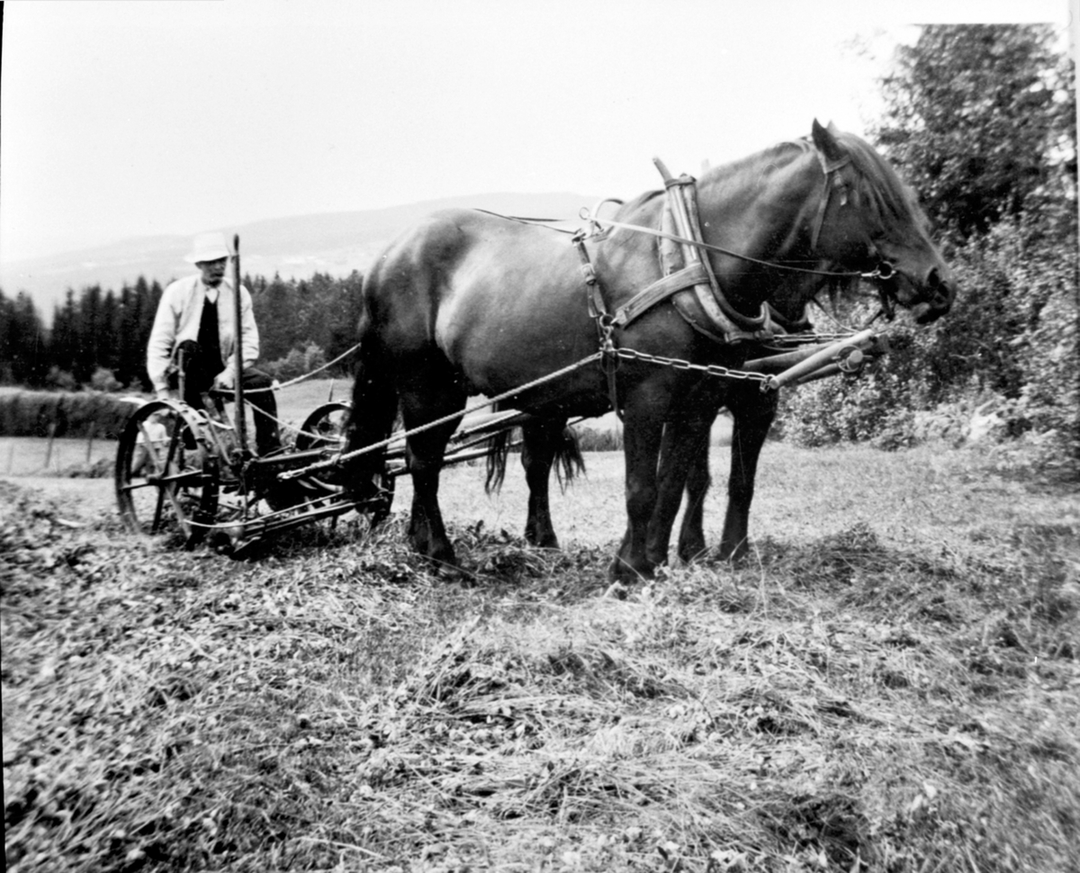 Anno Domkirkeodden, Slåtton på Granlien, Nybygda, Ringsaker. Tospann hester med slåmaskin. Hans Tørudstad er kjørekar.