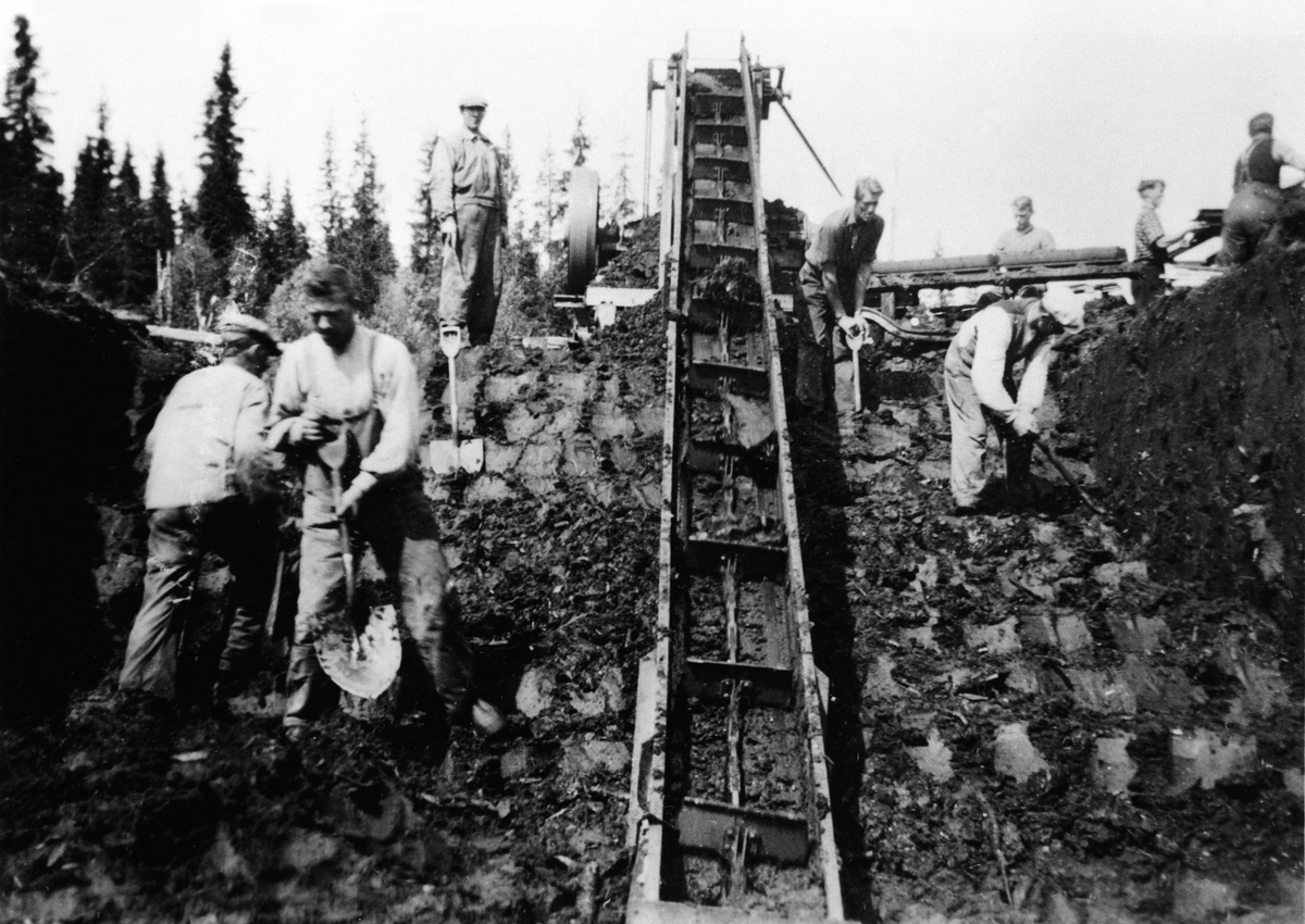 Anno Domkirkeodden, Torvstrøproduksjon på Kvemyra i Furnes Almenning, Ringsaker. Folk arbeider ved transportbånd.