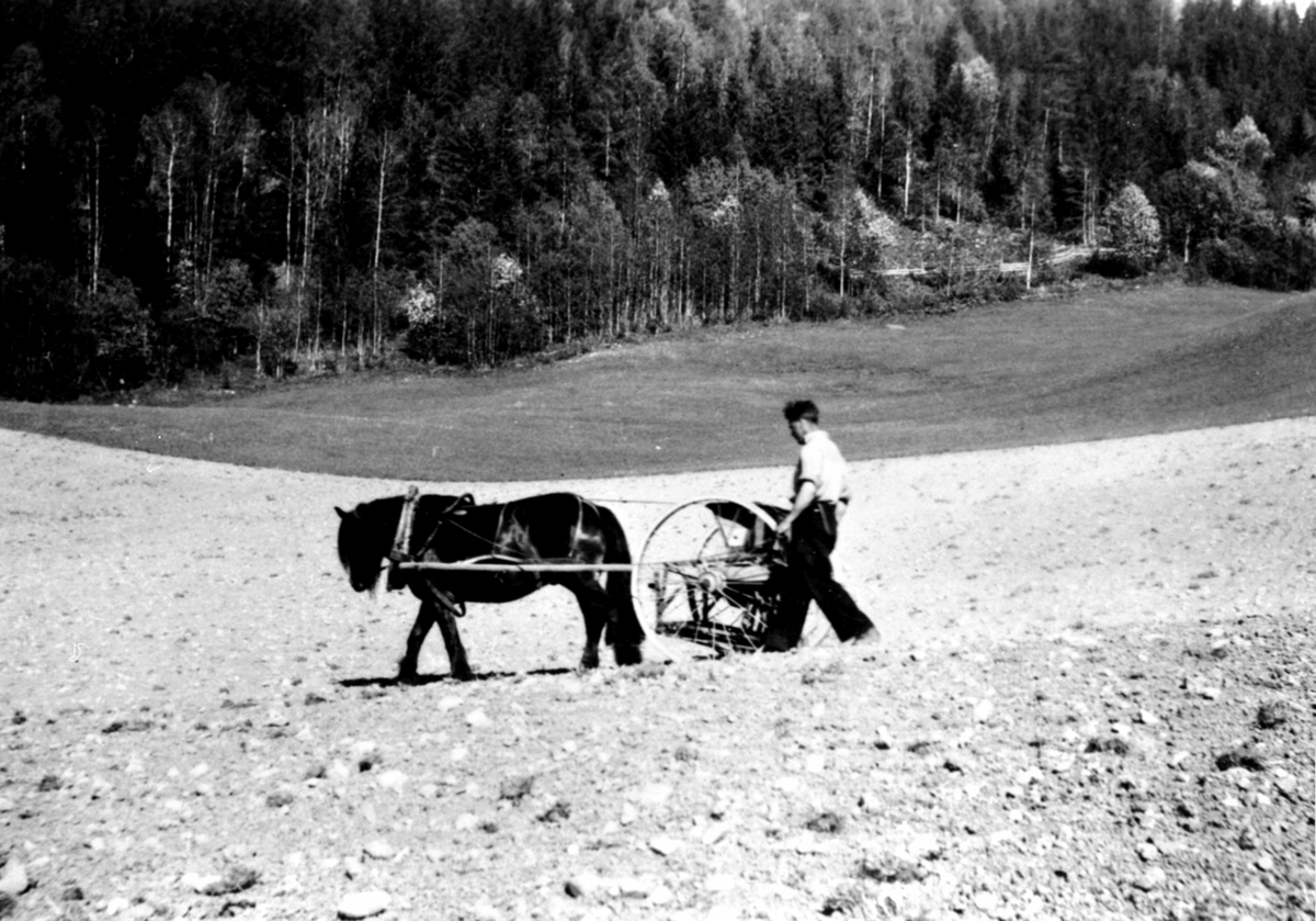 Anno Domkirkeodden, Våronn på Sørum, Furnes. Såing med hest og såmaskin. Kjører er Alfred Hangenholen.