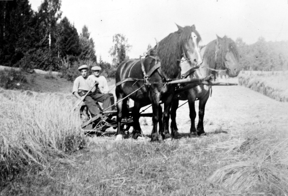 Anno Domkirkeodden, Skuronn på Røhrsveen, Ringsaker. Tospann hester med slåmaskin og håndavlegger. Ola Bakken og Karl Røhrsveen.