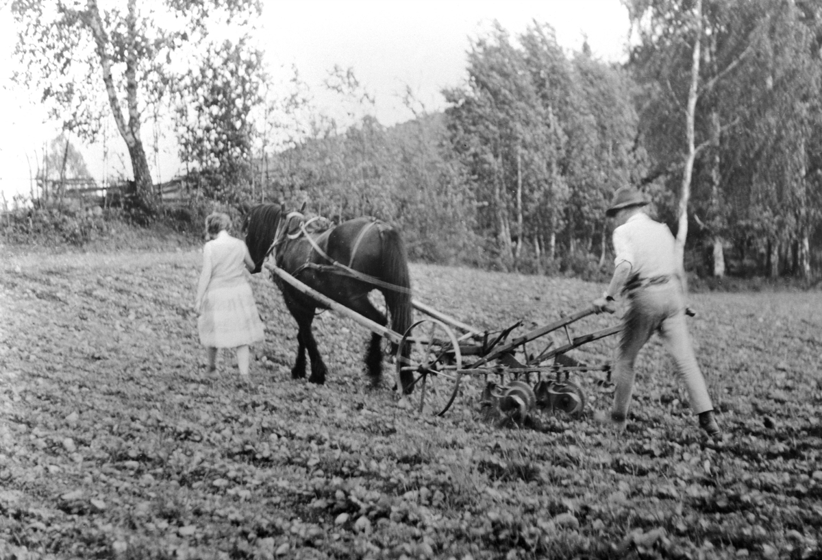 Anno Domkirkeodden, Radrensing med hest og harv på Røhrsveen, Ringsaker. Astrid Røhrsveen leier hesten, Kjell Røhrsveen kjører.