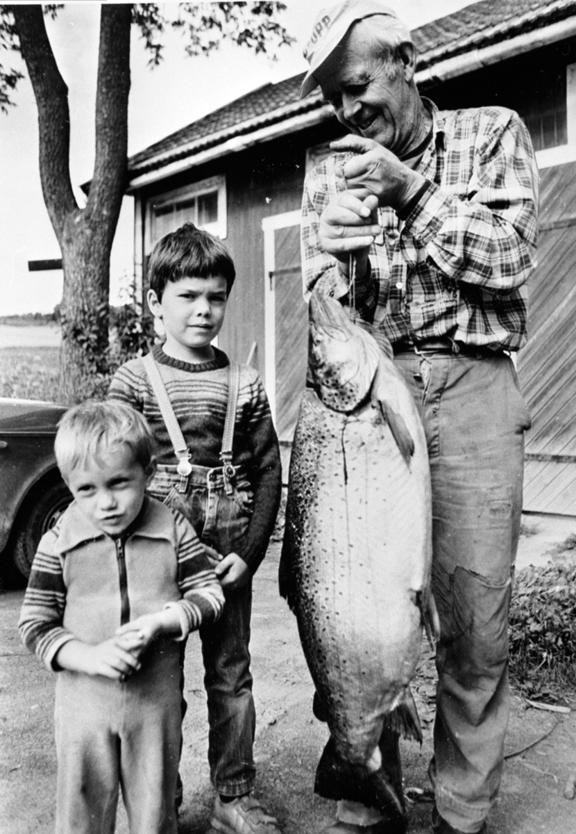 Anno Domkirkeodden, Trond Økseter holder Mjøsørret tatt på garnfiske utenfor Nedre Vien, Helgøya i 1986. 85 cm lang, 68 cm livvidde, 14,5 kg. Barnebarna Anders Thomas og William Espen.