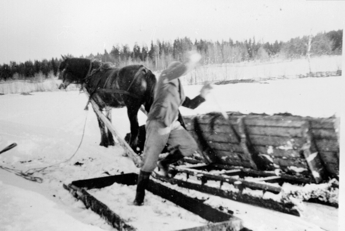 Anno Domkirkeodden, Utkjøring av møkk på vinterføre med hest og møkkbrett på Tørud gård, Ringsaker.