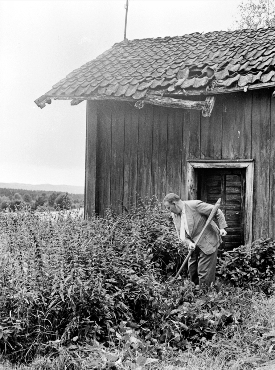 Anno Domkirkeodden, Alf Prøysen slår gras med ljå ved drengestua på Løken vestre, Rudshøgda.
