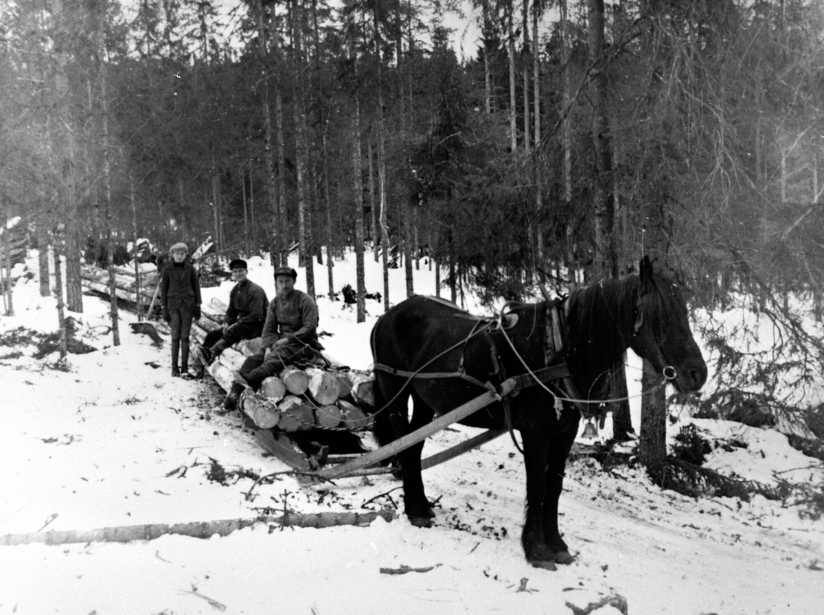 Anno Domkirkeodden, Tømmerkjøring med hest, bukk og geit. Tre menn, Bernt Kjeldsmoen. Fossmarka, Ringsaker.
