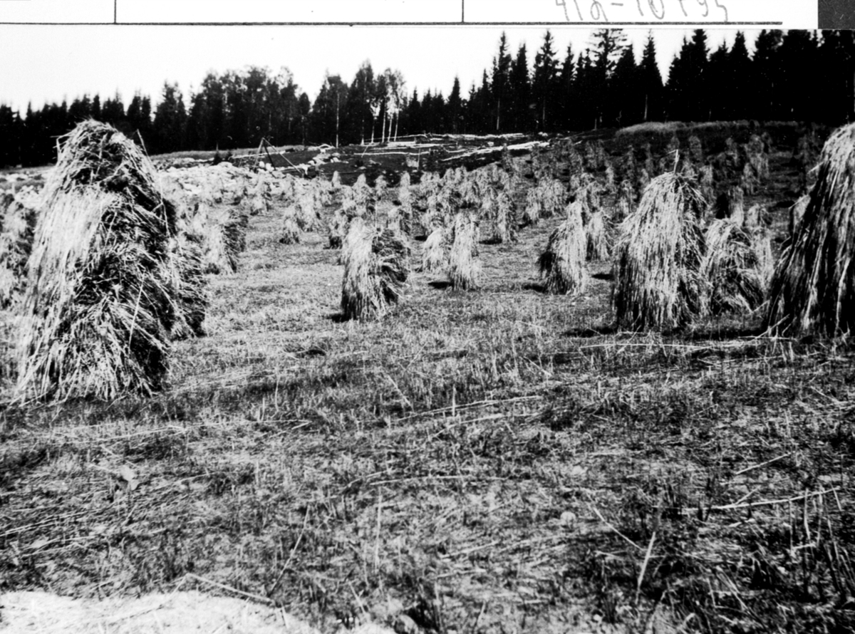 Anno Domkirkeodden, Skuronn. Kornband på staur. Kornsnes. Ringsaker.
