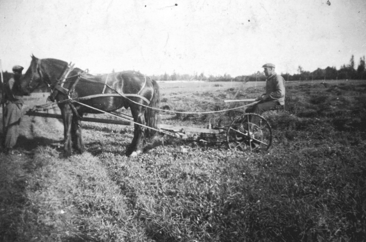 Anno Domkirkeodden, Slåttonn på Sveen, Veldre. Karl Gropen med tospann hester og slåmaskin.
