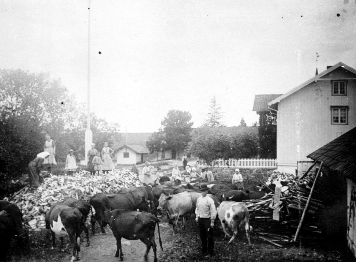 Anno Domkirkeodden, Kuer på tunet på Heramb, Ringsaker. Rydding av vinterved. Mye folk.