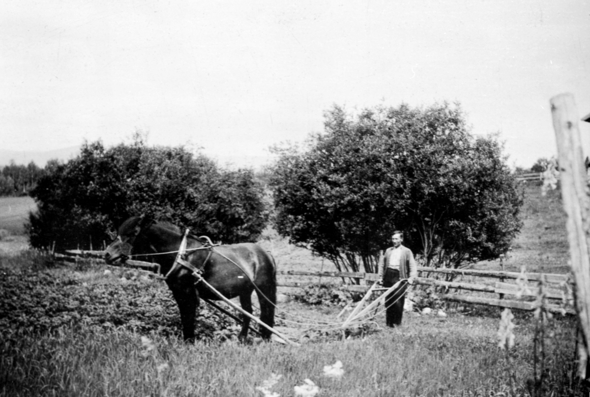 Anno Domkirkeodden, Våronn med hest. Hans Staff pløyer på Stav, Helgøya.