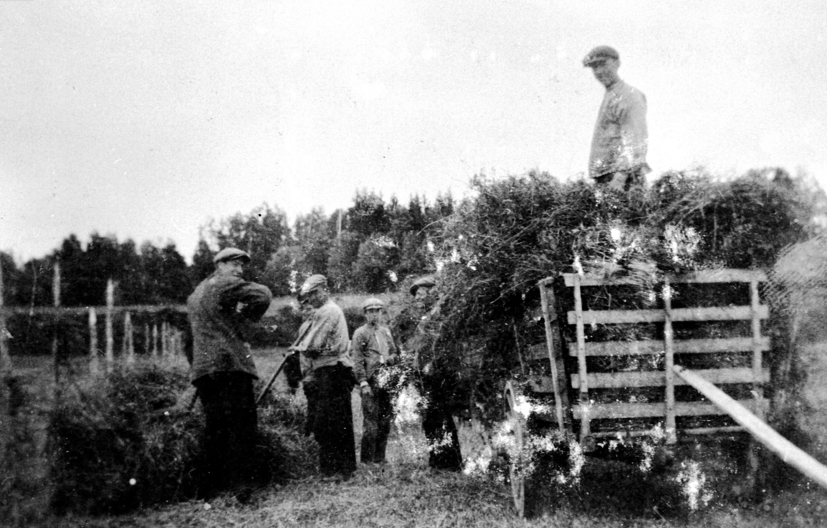 Anno Domkirkeodden, Slåttonn, høykjøring, lessing på høyvogn fra hesjer, folk i arbeid på Dalby gård, Gaupen, Ringsaker.