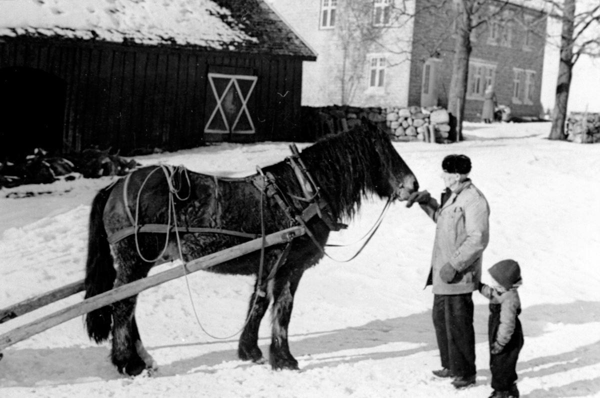 Anno Domkirkeodden, Anton P. Molstad (1869-1950) med hest og liten gutt på tunet på Svennerud, Helgøya.