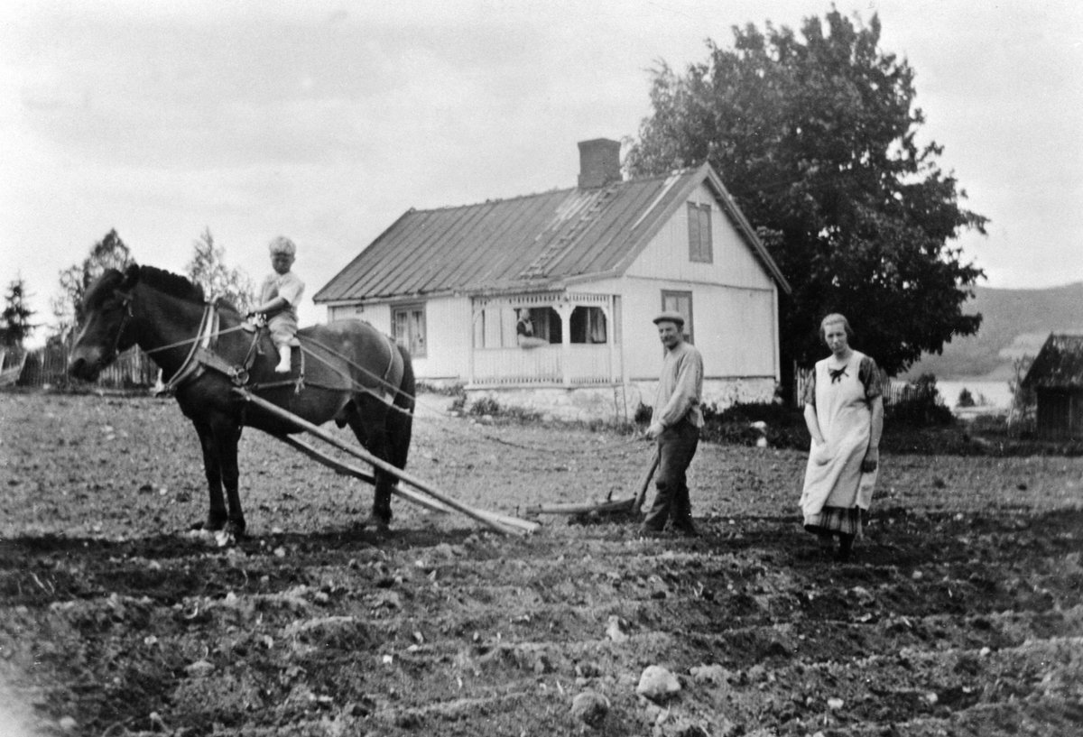Anno Domkirkeodden, Potetsetting i Ørbeck under Dalby, Gaupen, Hedmark. Kristian Bakløkken arder poteter med hesten "Bronen". Gunnar Ørbeck på hesten. Amanda Ørbeck bak.