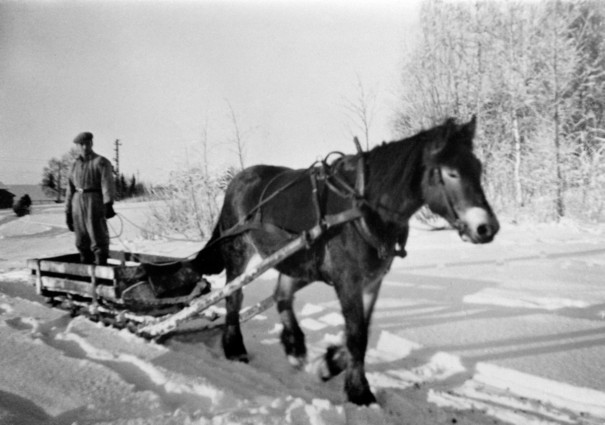 Anno Domkirkeodden, Gudbrand Tørud kjører hest med slede. Skal hente kålrot. Tørud, Ringsaker. Vinter.