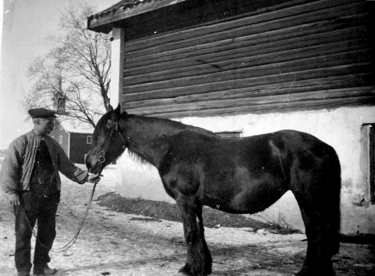 Anno Domkirkeodden, Stallkar Nikolai Martinsen (1873-1928) med arbeidshesten Alma på Hoel gård, Nes, Hedmark.