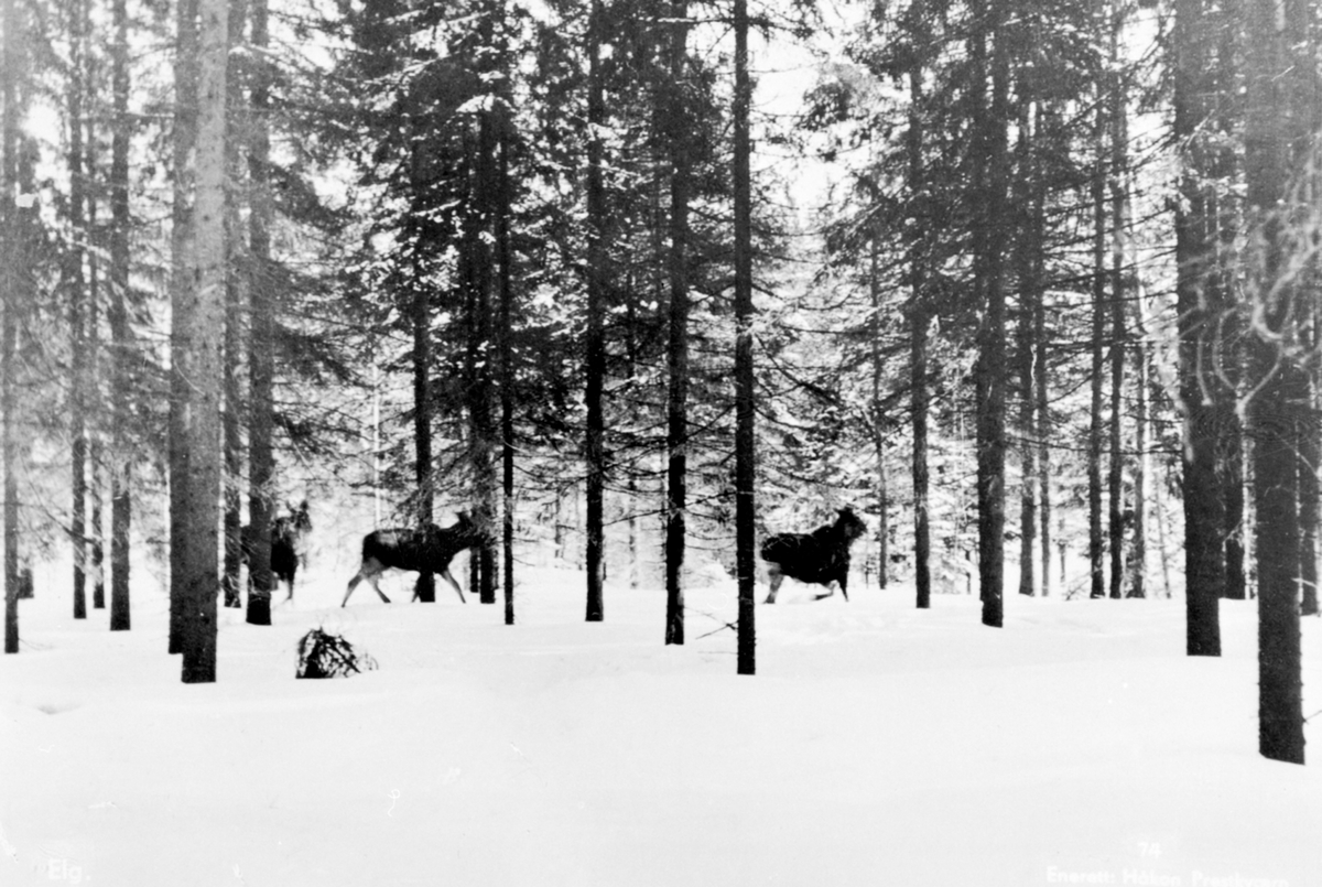 Anno Domkirkeodden, 3 elg i skogen, vinter, Ringsaker.
