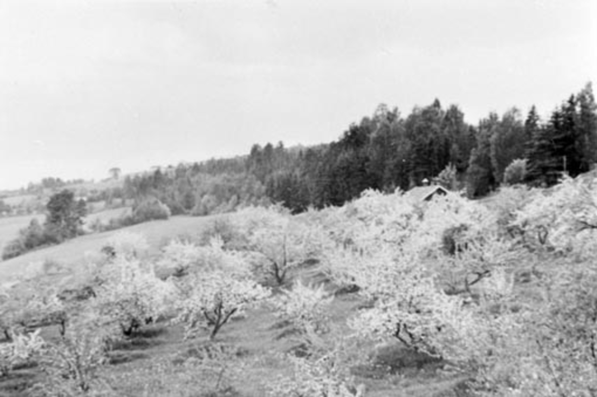 Anno Domkirkeodden, Fruktblomstring i hagen på Bjørnstad, Nes, Hedmark. Fruktlageret av stampejord i bakgrunnen.