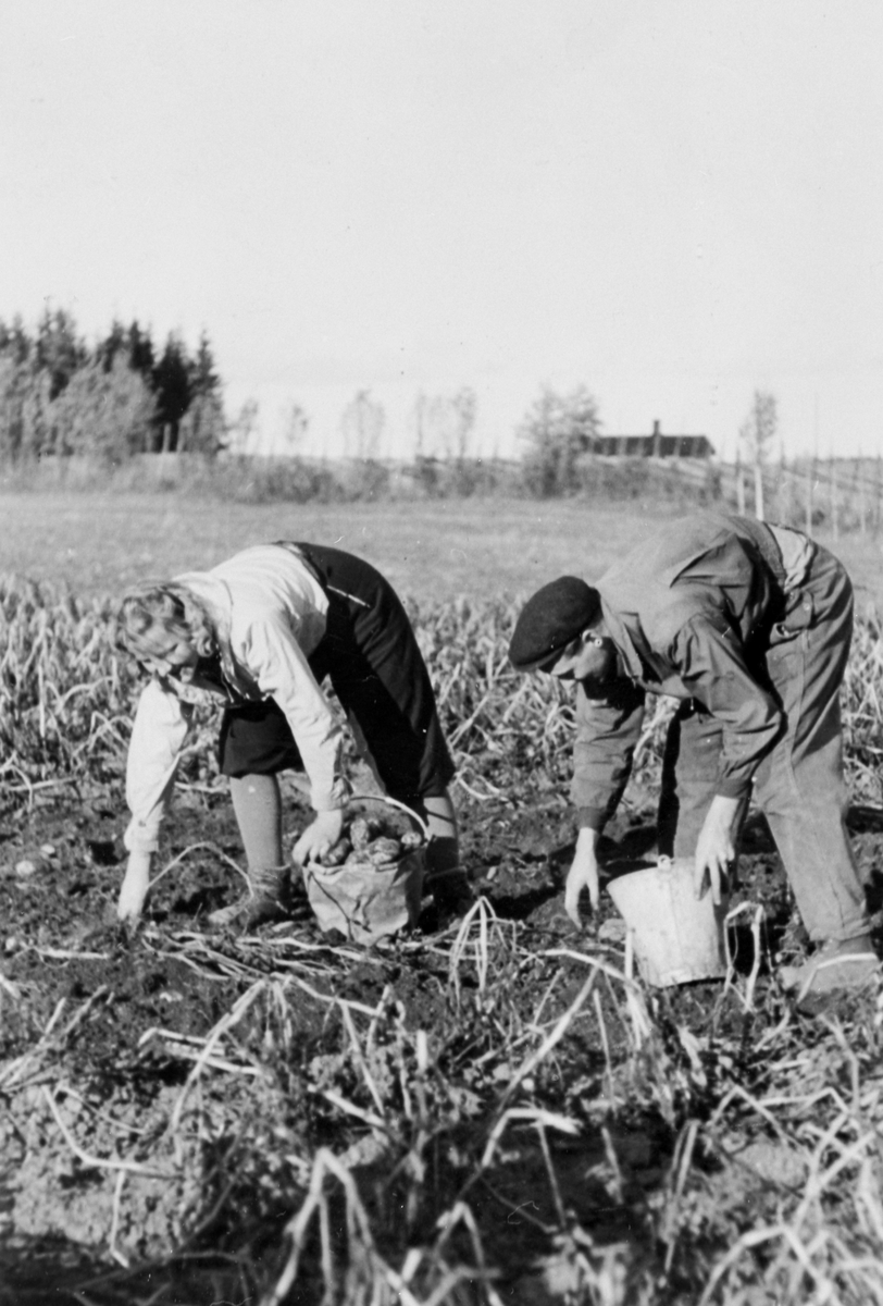 Anno Domkirkeodden, Potetonn på Baldishol østre, Nes, Hedmark. Potetplukkere med bøtter. Potetåker.