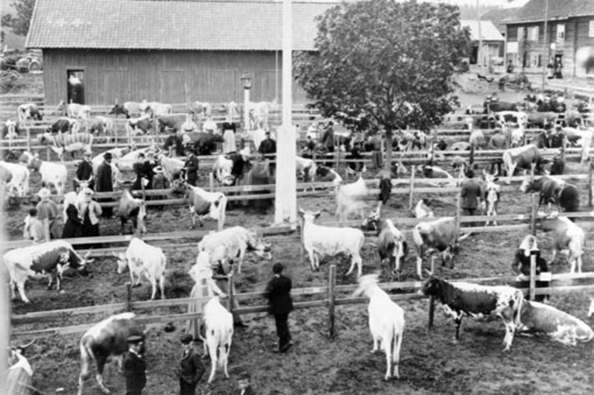 Anno Domkirkeodden, Landmandsforeningens kvegutstilling i Tingnes 9. juni 1900. Telemarksku, dyreutstilling, fesjå, Nes, Hedmark.