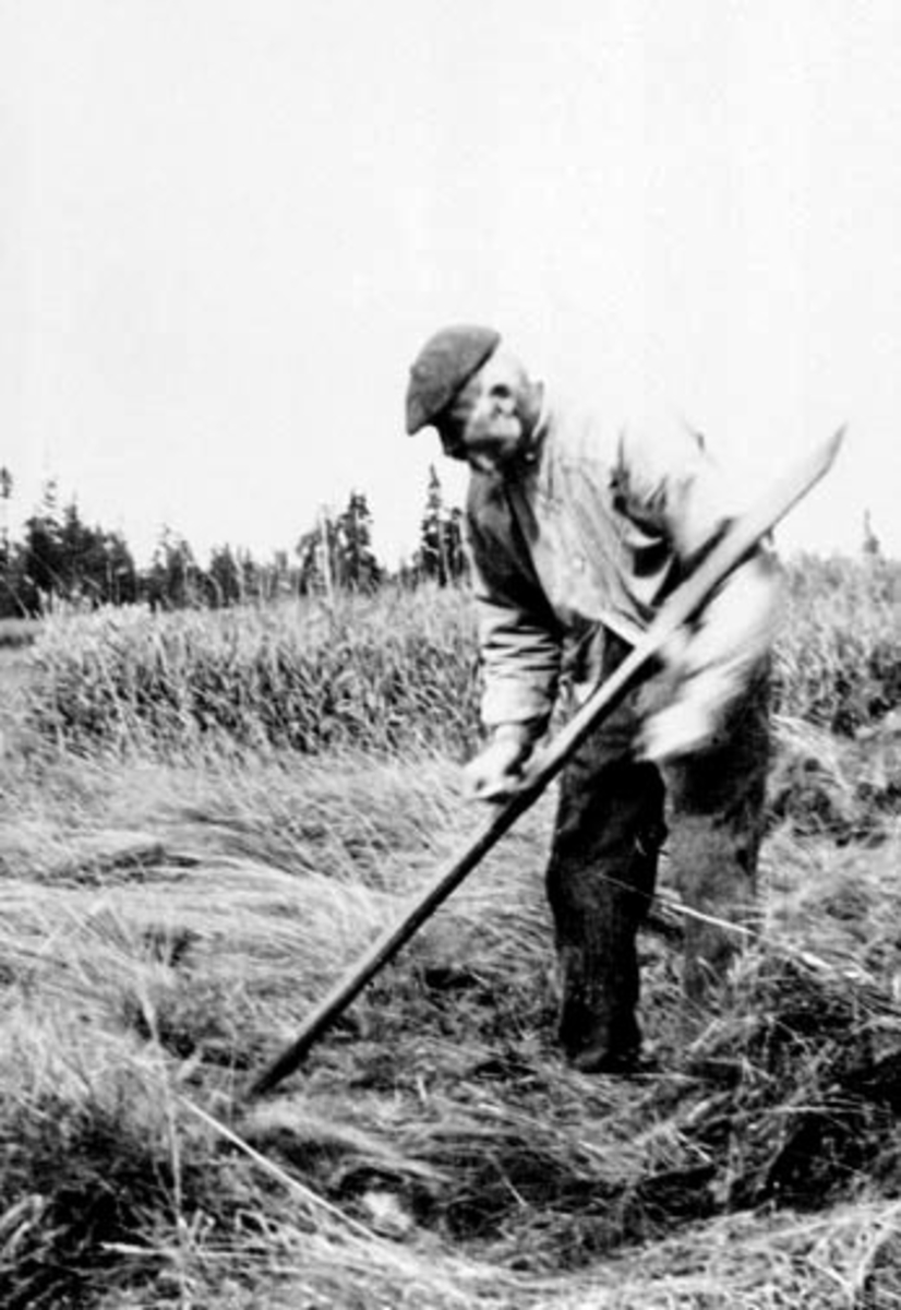 Anno Domkirkeodden, Høyonn, slåttonn, Kristian Bakken, slåttekar med ljå på Grimstilen, Ringsakerfjellet.