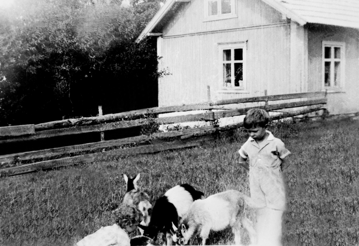 Anno Domkirkeodden, 2 barn med geiter på Dæli nordre, Asplund, Nes, Hedmark. Reidun og Anders Smeby. Gudbrand og Jenny Smeby bodde her. Petter Lysrud eide huset, nå revet.